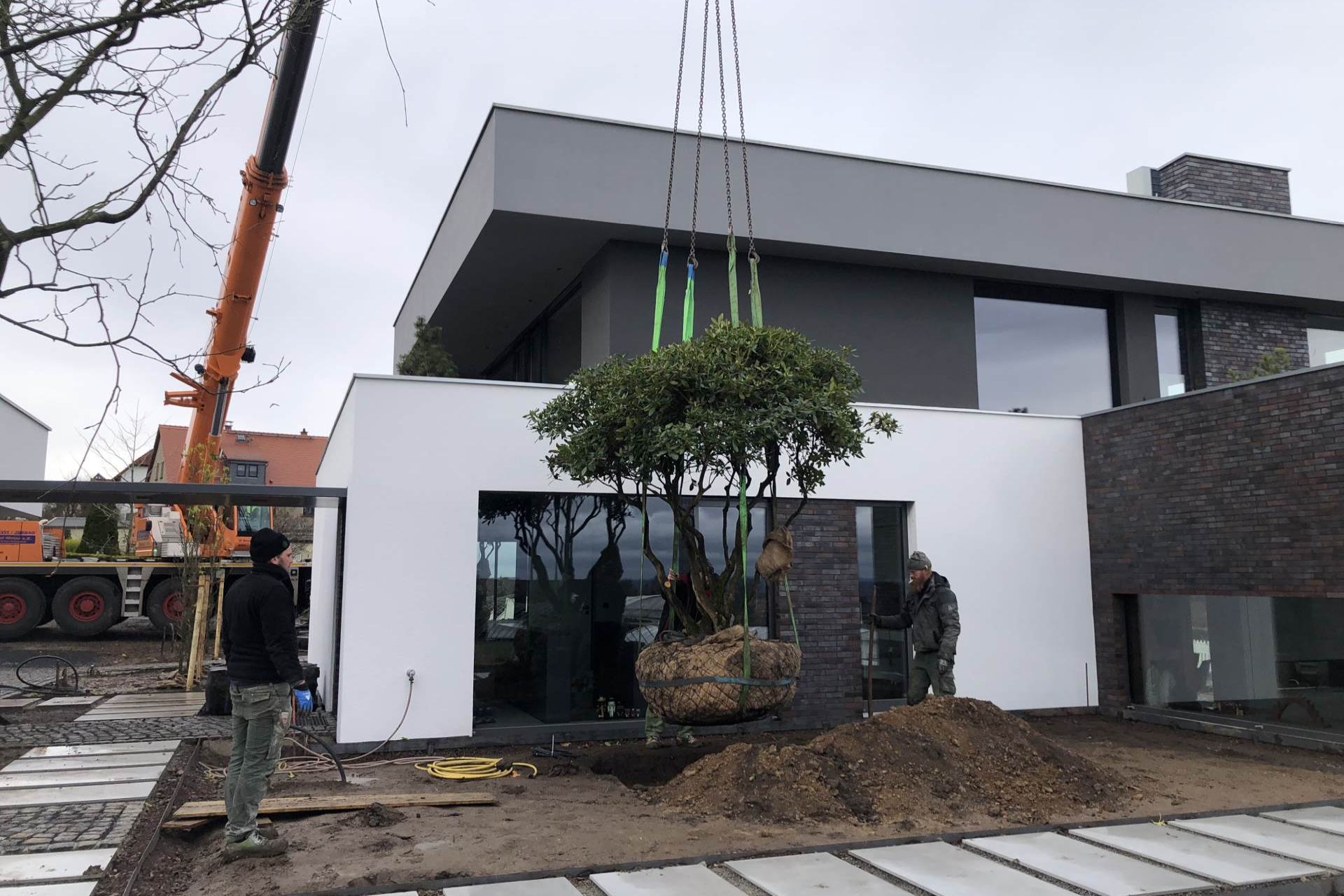 German landscape gardening crew installing a mature tree on site
